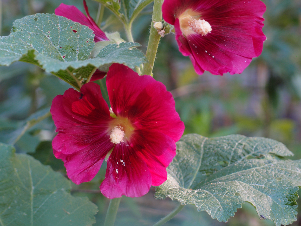 2019-06-14 wendel - der Garten